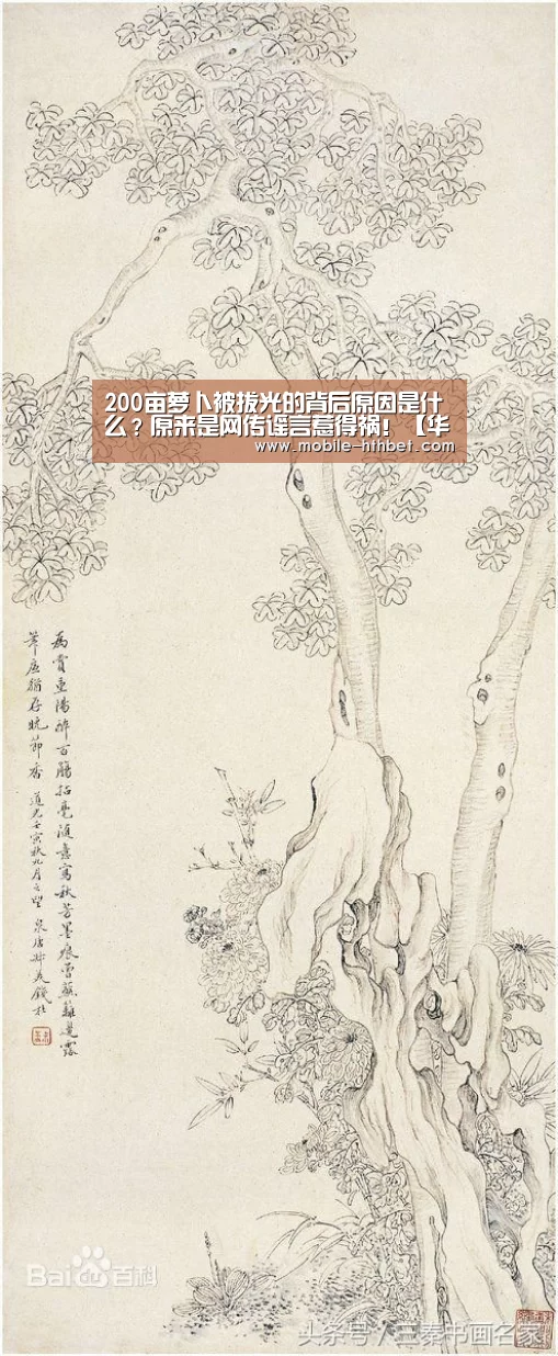 200亩萝卜被拔光的背后原因是什么?原来是网传谣言惹得祸!【华体会登陆】(图1) 华体会入口